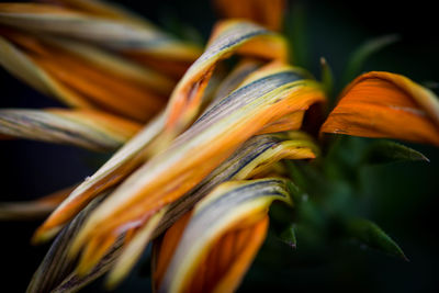 Close-up of day lily