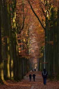 Rear view of people walking in forest