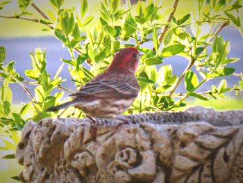 Low angle view of bird perching on leaf