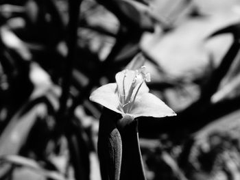 Close-up of flower blooming outdoors