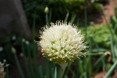 Close-up of flower blooming outdoors