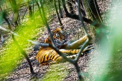 Tiger in a tree