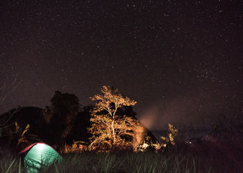 Low angle view of trees against sky at night