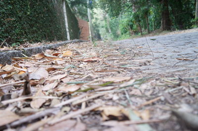 Dry leaves in forest