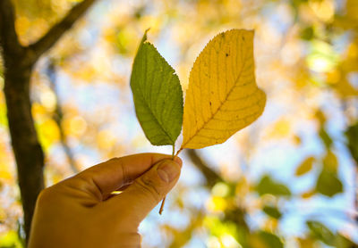 Close-up of hand holding maple leaves during autumn