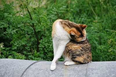 Cat sitting on a plant