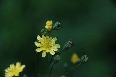 Close-up of bee pollinating flower