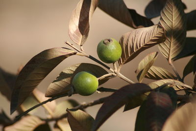 Close-up of fruit growing on tree