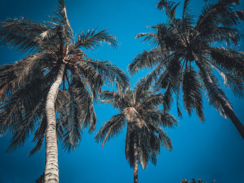 Low angle view of palm trees against clear blue sky