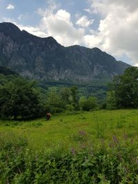 Scenic view of grassy field against mountains