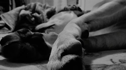 Dog resting on tiled floor