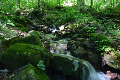 Scenic view of waterfall in forest