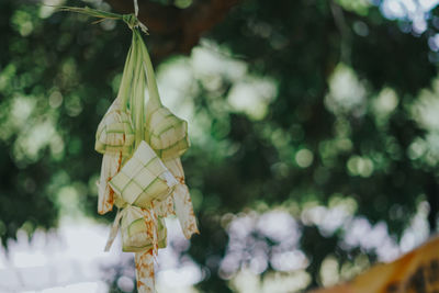 Close-up of ketupat hanging against blurred background