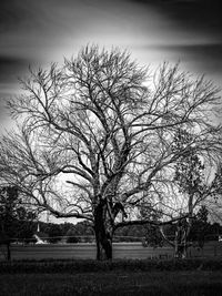 Bare tree against sky