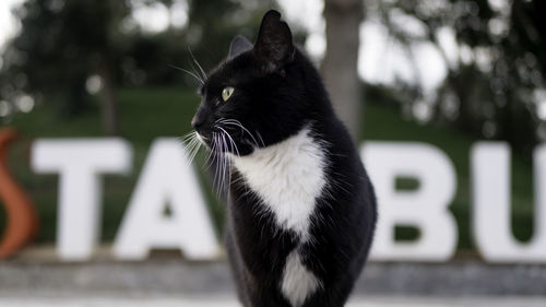 Close-up of a cat looking away