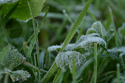 Close-up of frost on plants during winter