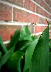 Close-up of insect on leaf