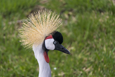 Close-up of grey crowned crane