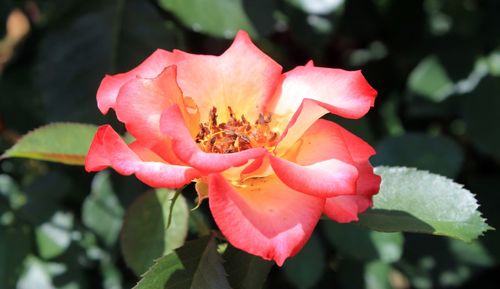 Close-up of pink flower