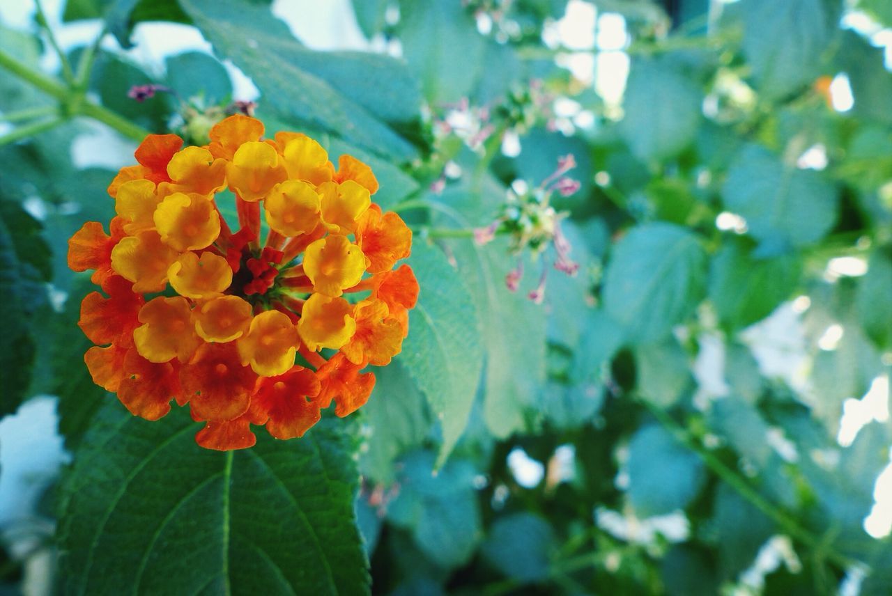 flower, freshness, petal, fragility, growth, flower head, focus on foreground, beauty in nature, leaf, blooming, close-up, nature, plant, in bloom, orange color, blossom, day, red, outdoors, park - man made space