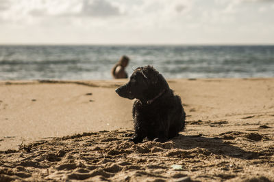 Dog relaxing at beach on sunny day