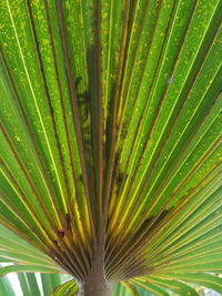 Full frame shot of palm tree