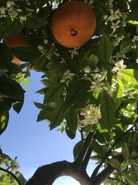 Low angle view of tree against sky