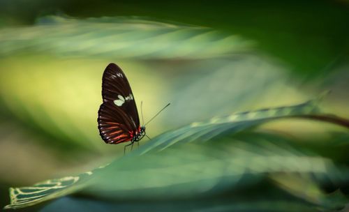 Butterfly pollinating flower