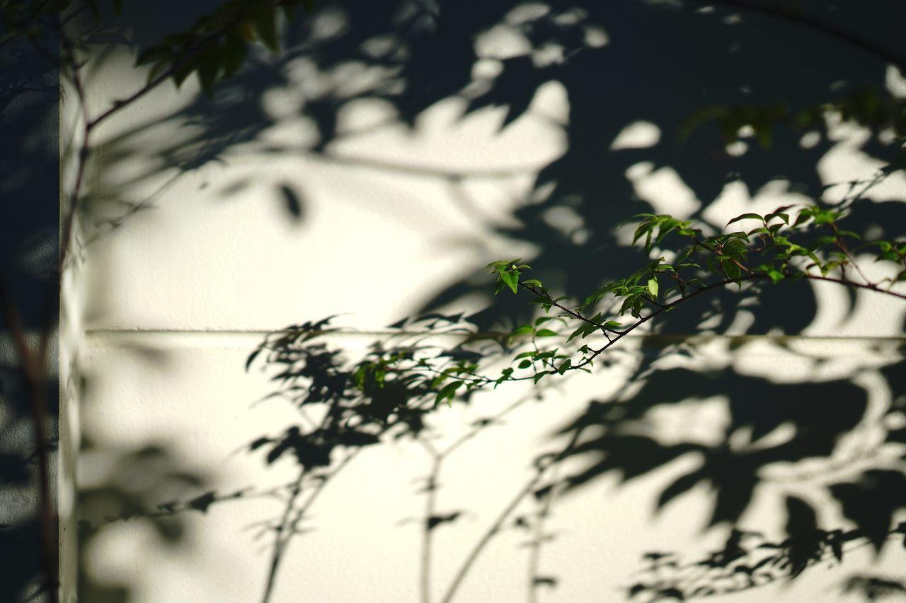 CLOSE-UP OF PLANT AGAINST TREE