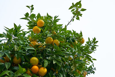 Low angle view of oranges growing on tree