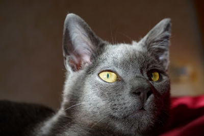 Close-up portrait of a cat