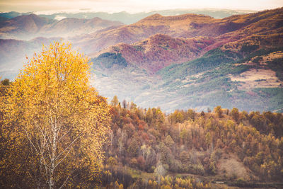 Trees on landscape against sky during autumn