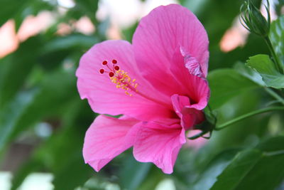 Close-up of pink flower blooming outdoors