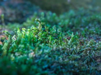 Close-up of moss growing on field