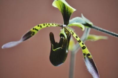 Close-up of green flower bud