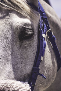 Close-up of horse head