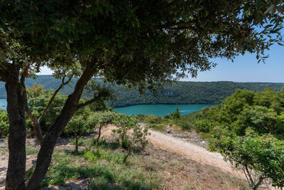 Scenic view of lake amidst trees against sky