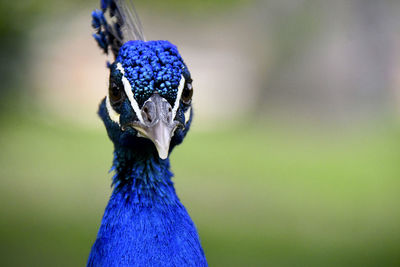 Peacock head and neck.