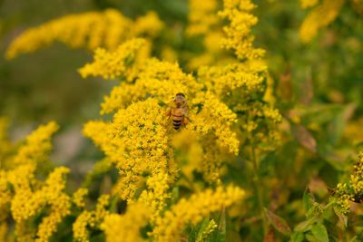 Bee pollinating on yellow flower