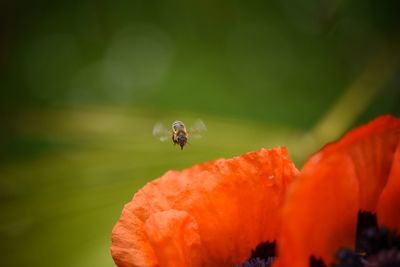 Close-up of bee hovering over red poppy flower