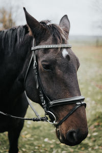 Close-up of horse on field