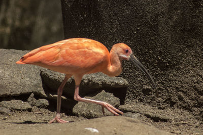 View of bird in water