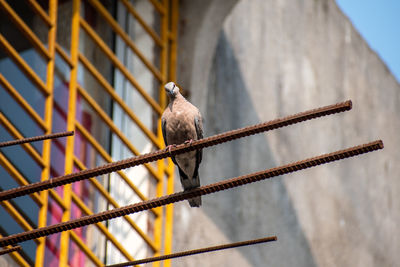 Low angle view of bird perching on wall