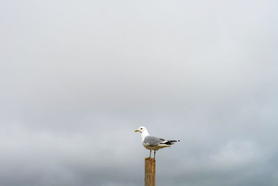 Seagull perching on pole against sky