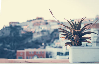 Close-up of potted plant against building