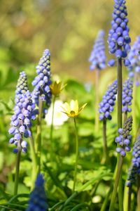 Close-up of purple flowering plants