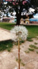 Close-up of dandelion