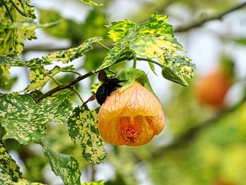 Close-up of orange fruit on tree