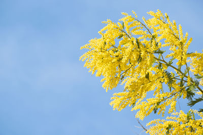 Low angle view of yellow flowering plant against clear sky