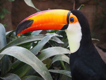 Close-up of bird perching on leaf